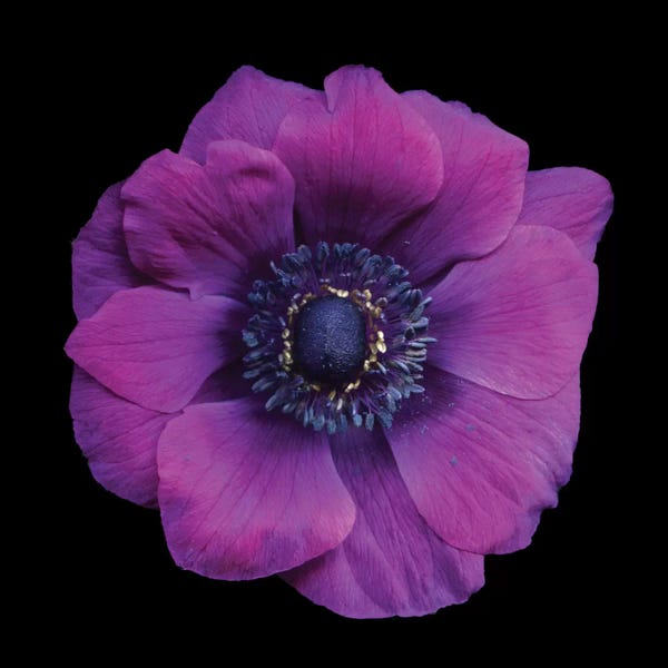 Nature Close-Ups: Vivace by Magda Indigo