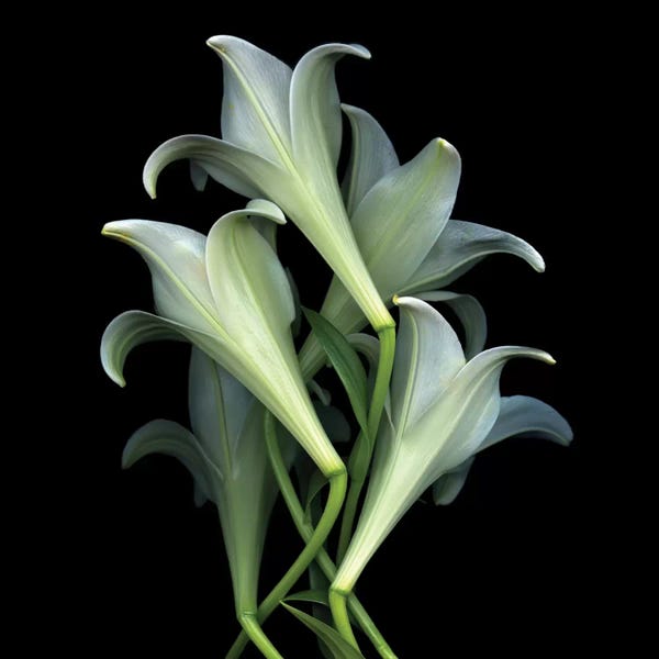 Lilies: We Rise Again by Magda Indigo