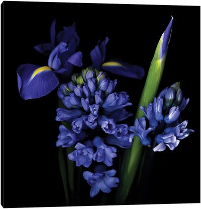 Wednesday… Winter… The Blues… Canvas Art Print - Irises