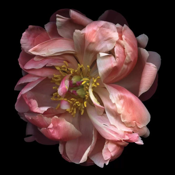 Black & Pink: Wild Thing by Magda Indigo