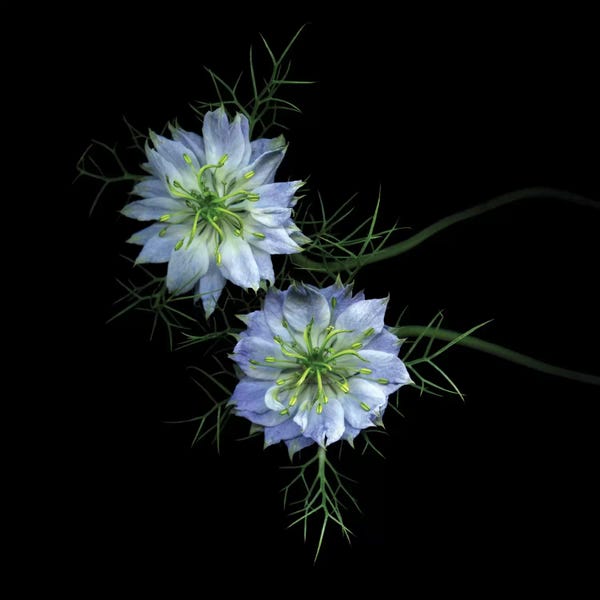 Winter Blues And Light In The Dark Season