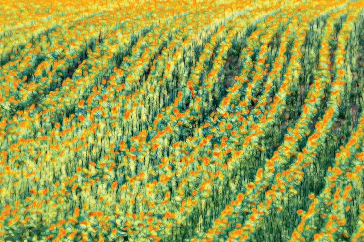 Abstract Sunflowers