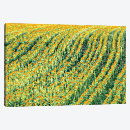 Abstract Sunflowers Canvas Print #MAO106} by Marco Carmassi Art Print