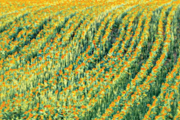 Abstract Sunflowers