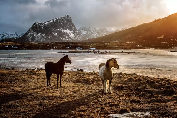 Marco Carmassi: Lofoten Horses by Marco Carmassi