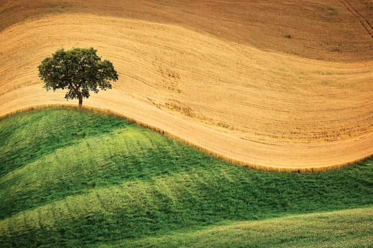 Tree On The Hill