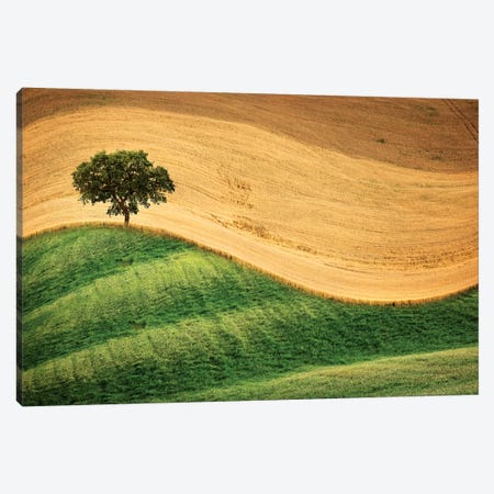 Tree On The Hill Canvas Print #MAO113} by Marco Carmassi Art Print