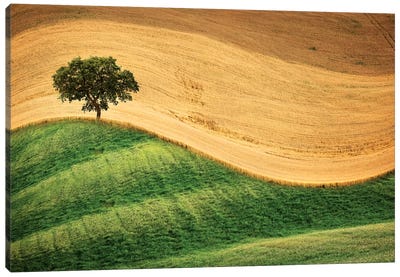 Tree On The Hill Canvas Art Print - Marco Carmassi