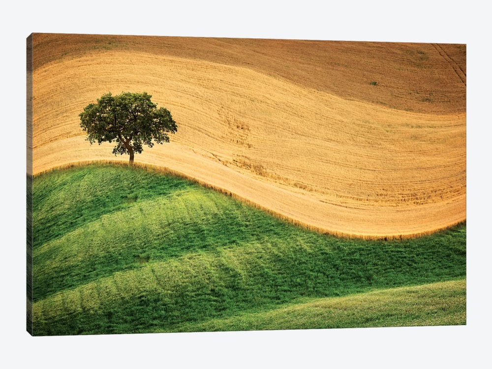 Tree On The Hill by Marco Carmassi 1-piece Canvas Art