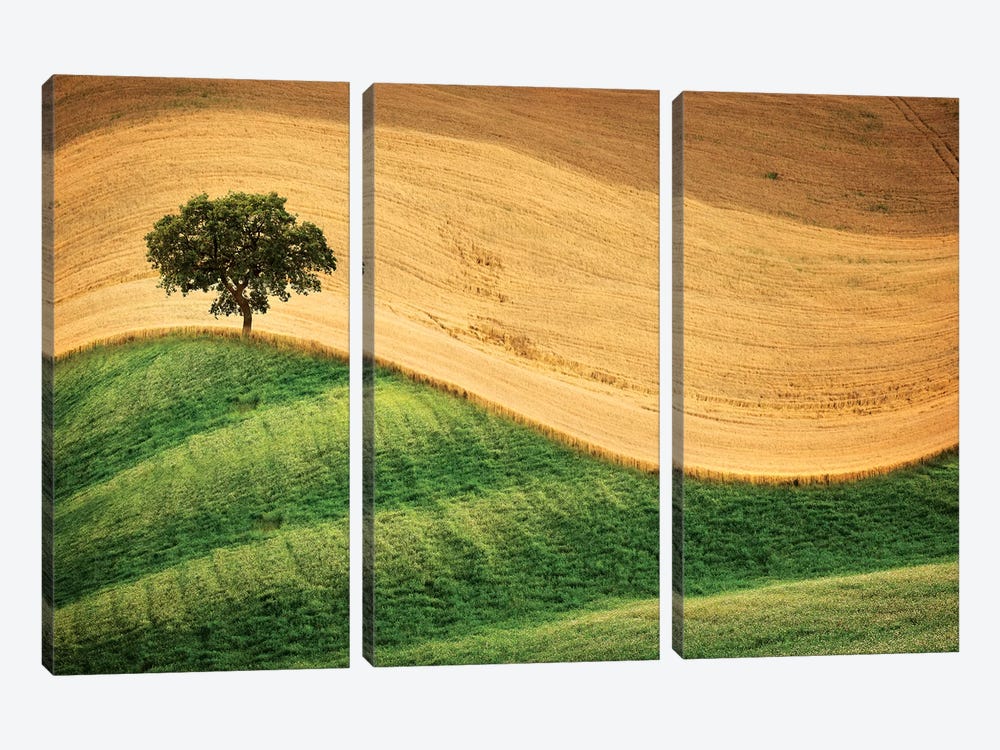 Tree On The Hill by Marco Carmassi 3-piece Canvas Art