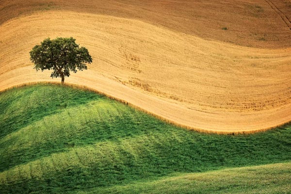 Marco Carmassi: Tree On The Hill by Marco Carmassi