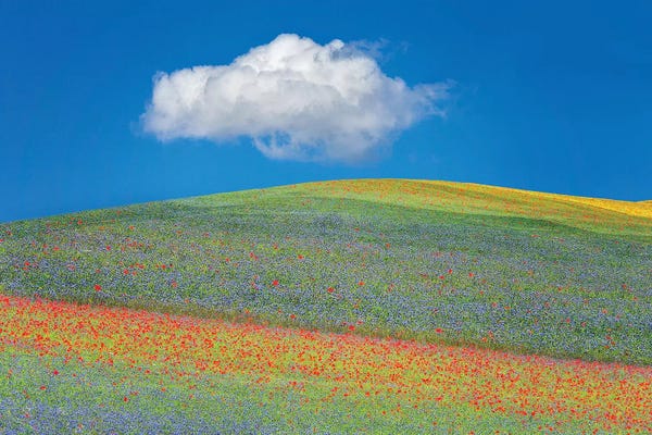 Marco Carmassi: Summer Flowers by Marco Carmassi