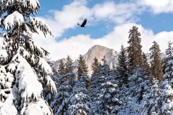 Snowscapes: Free As A Bird by Marco Carmassi