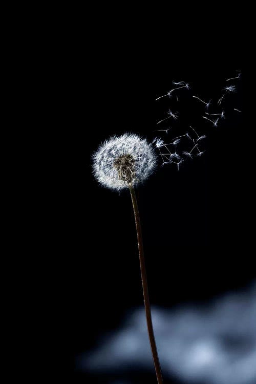 Just A Wind Blow by Marco Carmassi wall art