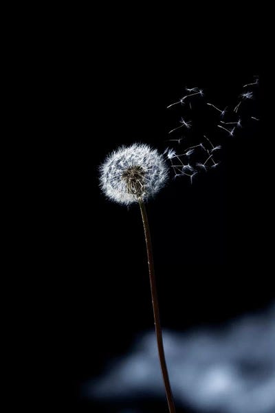 Dandelions: Just A Wind Blow by Marco Carmassi