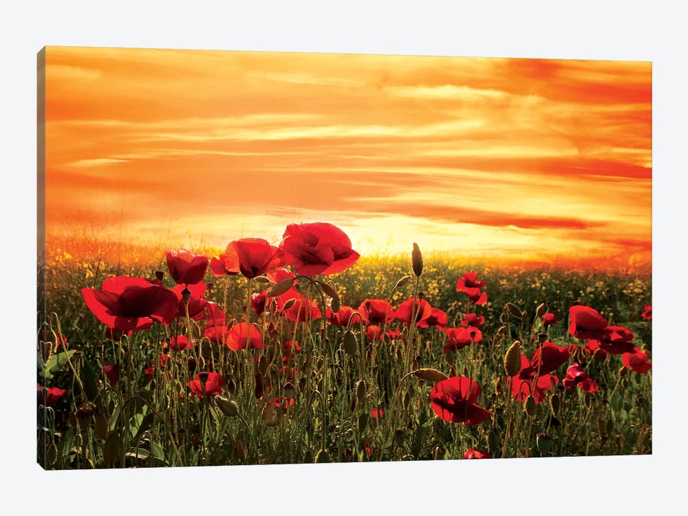 Red by Marco Carmassi 1-piece Canvas Artwork