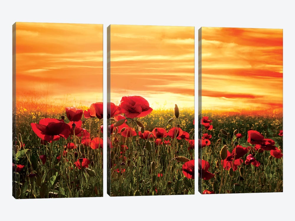 Red by Marco Carmassi 3-piece Canvas Art
