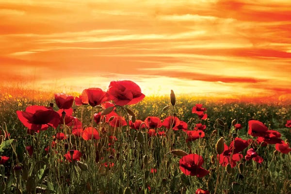 Poppies: Red by Marco Carmassi