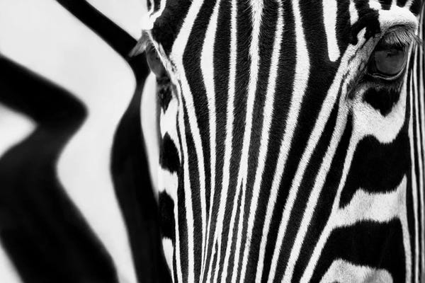 Zebras: Catch The Line by Marco Carmassi