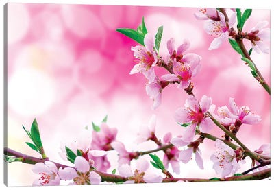 It's Spring Canvas Art Print - Cherry Blossom Art