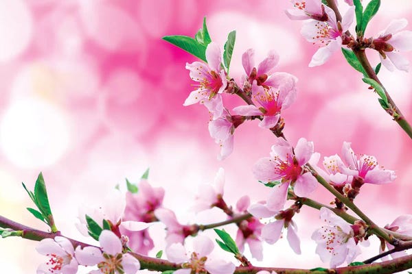 Cherry Trees: It's Spring by Marco Carmassi