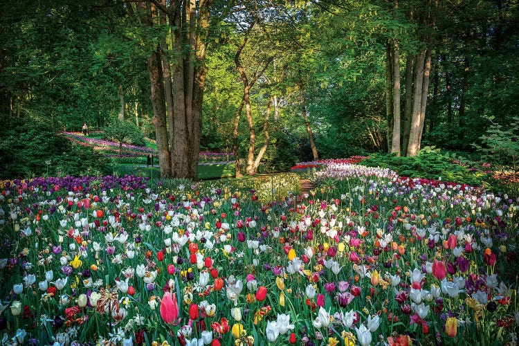 Paradise Of Flowers