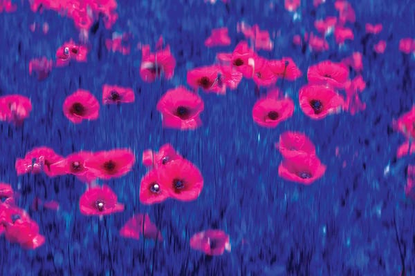 Marco Carmassi: Poppies Impressions by Marco Carmassi