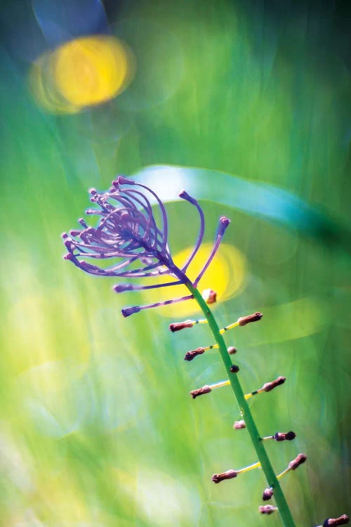 Purple Flower by Marco Carmassi wall art