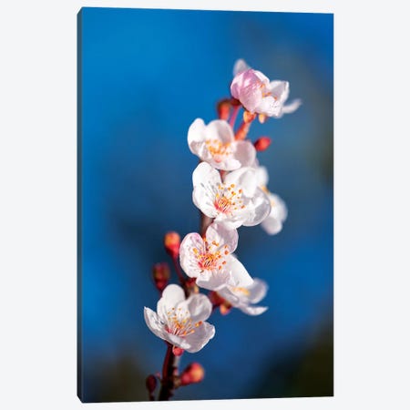 Sakura Spring Canvas Print #MAO178} by Marco Carmassi Canvas Print