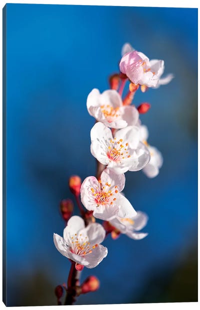 Sakura Spring Canvas Art Print - Cherry Blossom Art