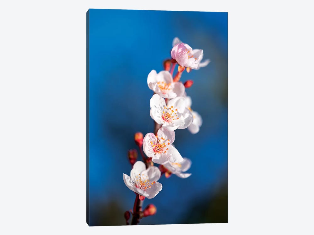 Sakura Spring by Marco Carmassi 1-piece Canvas Print