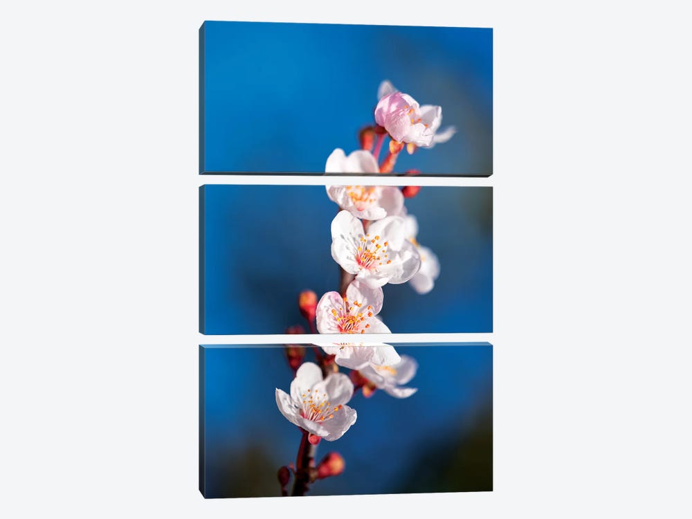 Sakura Spring by Marco Carmassi 3-piece Art Print