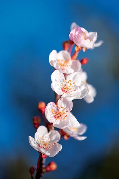 Cherry Blossoms: Sakura Spring by Marco Carmassi