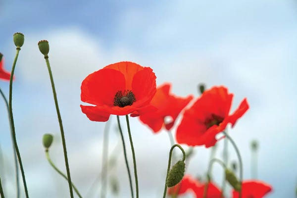 Marco Carmassi: Simplicity by Marco Carmassi