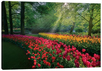 Special Garden Canvas Art Print - Tulip Art