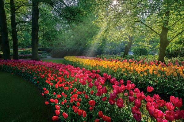 Spring: Special Garden by Marco Carmassi