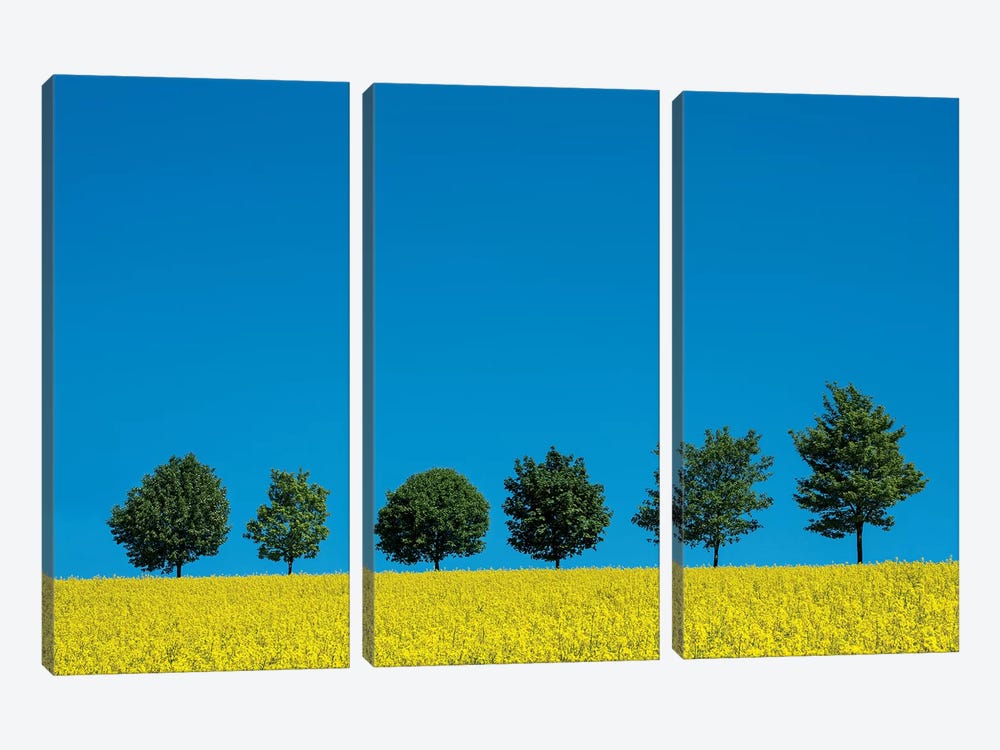 The Six Trees by Marco Carmassi 3-piece Canvas Wall Art