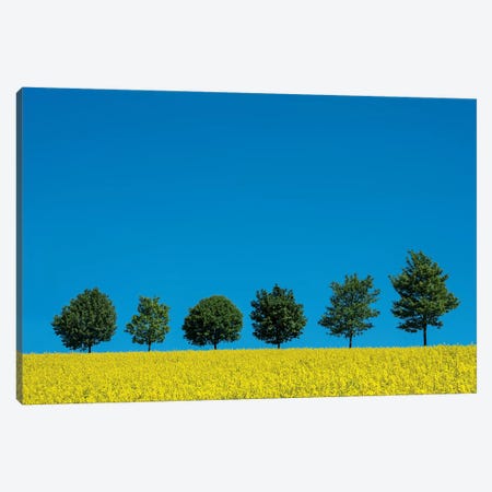 The Six Trees Canvas Print #MAO195} by Marco Carmassi Canvas Wall Art