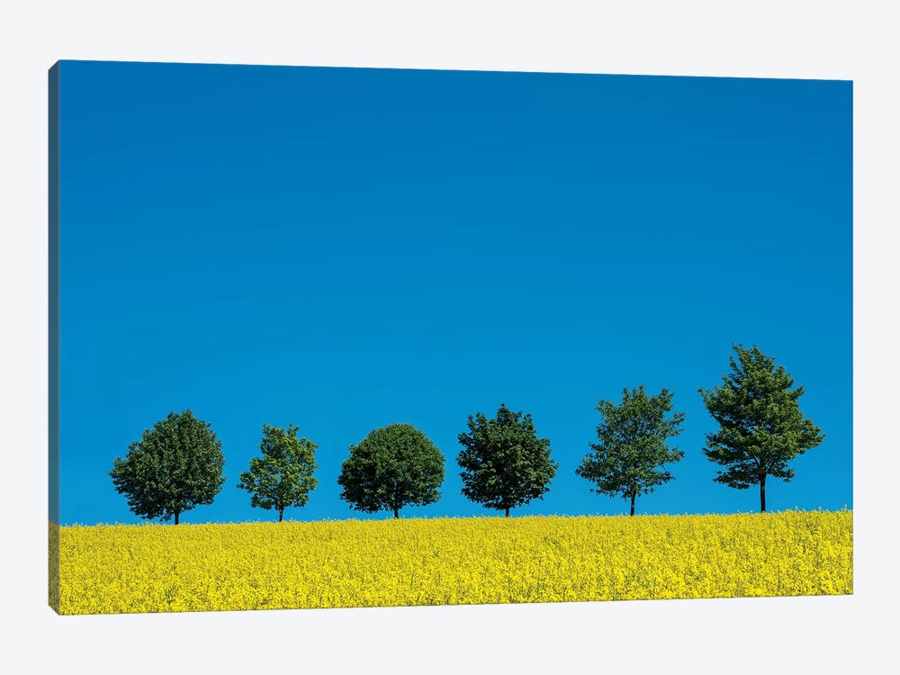 The Six Trees by Marco Carmassi 1-piece Canvas Art