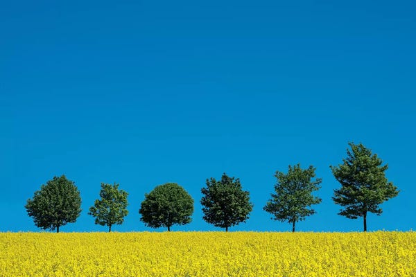 The Six Trees