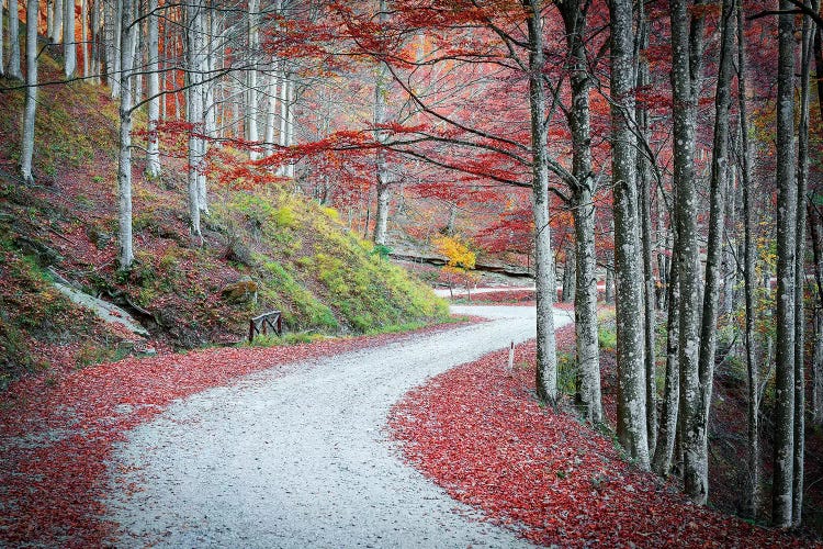 Tuscany Forest