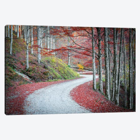Tuscany Forest Canvas Print #MAO197} by Marco Carmassi Canvas Art
