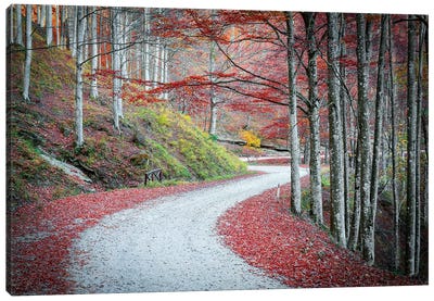 Tuscany Forest Canvas Art Print - Marco Carmassi