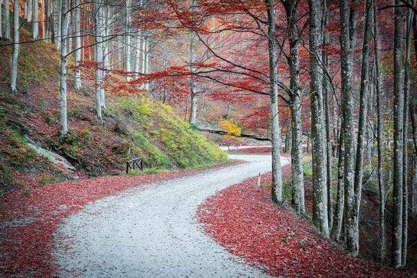 Marco Carmassi: Tuscany Forest by Marco Carmassi