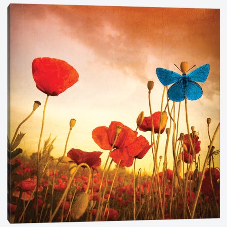 Poppies Dream Canvas Print #MAO20} by Marco Carmassi Canvas Wall Art