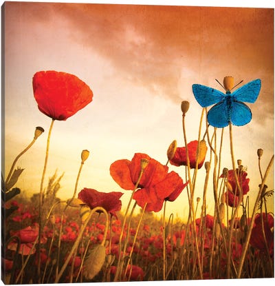 Poppies Dream Canvas Art Print - Marco Carmassi