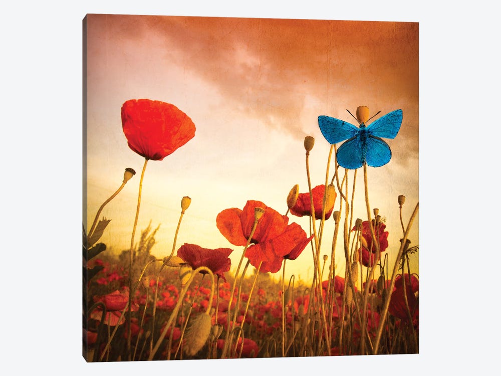 Poppies Dream by Marco Carmassi 1-piece Art Print