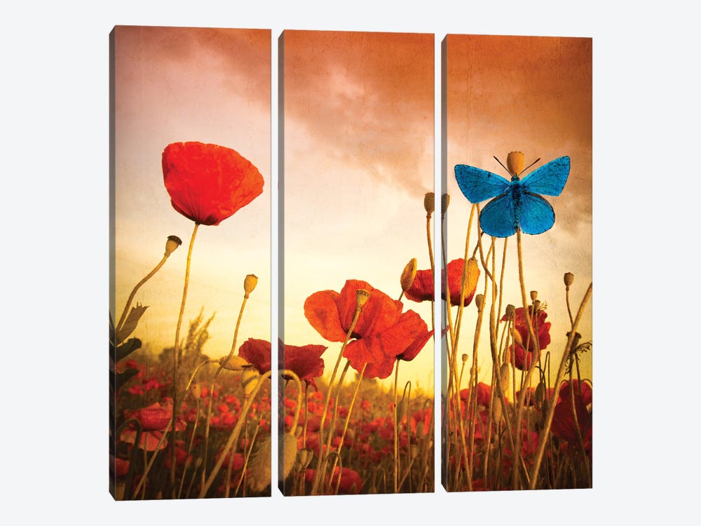 Poppies Dream by Marco Carmassi 3-piece Art Print
