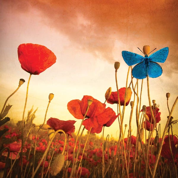 Marco Carmassi: Poppies Dream by Marco Carmassi