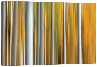 Parallel Lines Canvas Art Print - Marco Carmassi